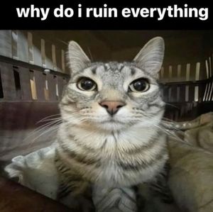 Meet your Posher, Alison